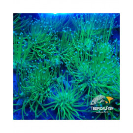 SARCOPHYTON FRAG VERDE FLUOR POLIPO LARGO CAUTIVIDAD