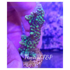 MONTIPORA CAPITATA esqueix