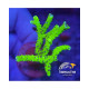 ANACROPORA GREEN GOBLIN FRAG