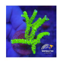 ANACROPORA GREEN GOBLIN FRAG