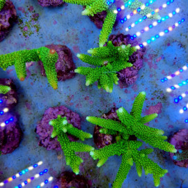 Acropora formosa green ML