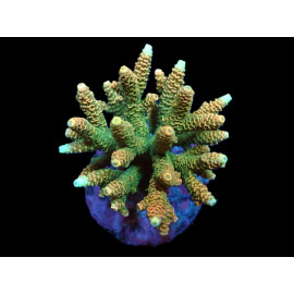 Acropora millepora (Sunset) CITES: ES-MT-50380/24i