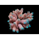 Acropora millepora pink ML