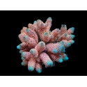 Acropora millepora pink ML 