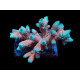 Acropora millepora rainbow ML