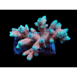 Acropora millepora rainbow ML CITES: ES-MT-50380/24i