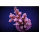 Acropora tenuis pink ML