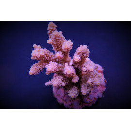 Acropora tenuis pink ML CITES: ES-MT-50380/24i