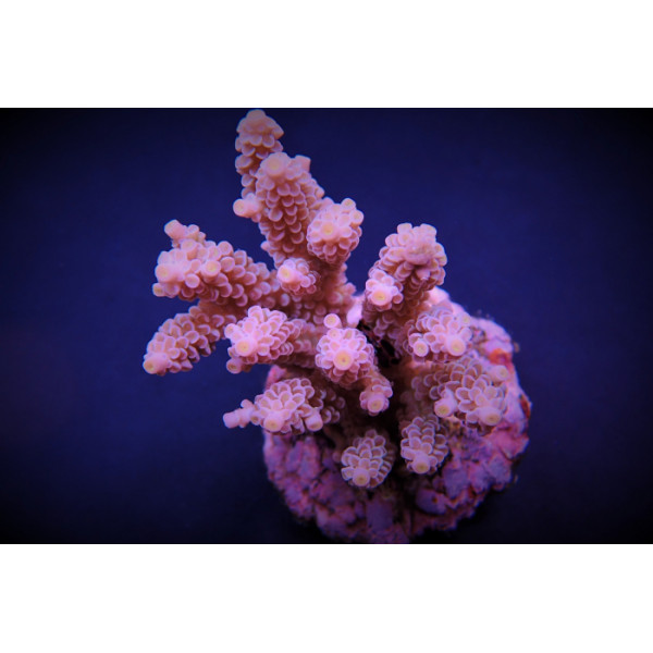 Acropora tenuis pink ML