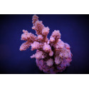 Acropora tenuis pink ML 