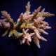 Acropora austera pink ML