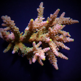 Acropora austera pink ML CITES: ES-MT-50380/24i