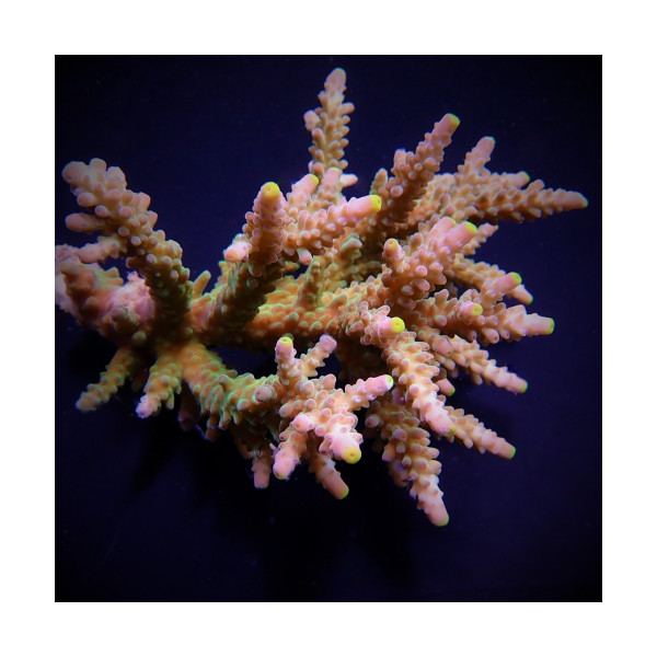 Acropora austera pink ML