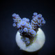 Acropora tenuis blueish ML