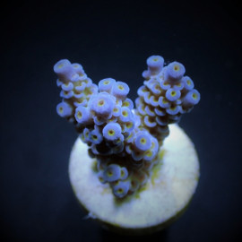 Acropora tenuis blueish ML CITES: ES-MT-50380/24i