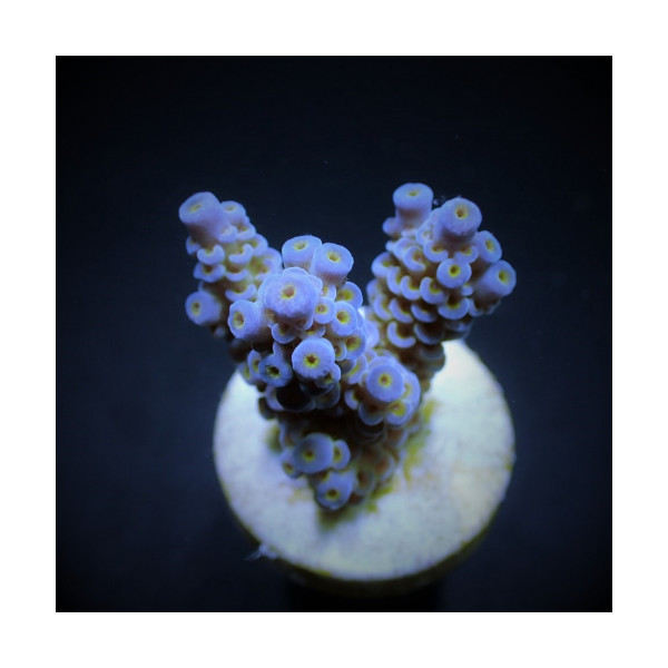 Acropora tenuis blueish ML