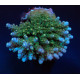 Acropora spp ML