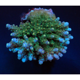 Acropora spp ML CITES: ES-MT-50380/24i