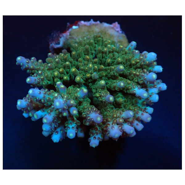 Acropora spp ML