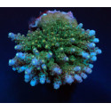 Acropora spp ML 