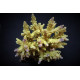 Acropora cerealis ML