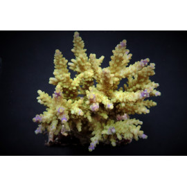 Acropora cerealis ML CITES: ES-MT-50380/24i