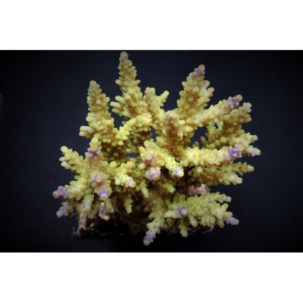 Acropora cerealis ML