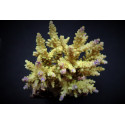 Acropora cerealis ML 