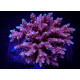 Acropora cytherea ML