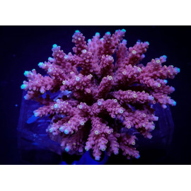 Acropora cytherea ML CITES: ES-MT-50380/24i