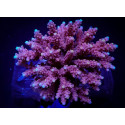 Acropora cytherea ML 