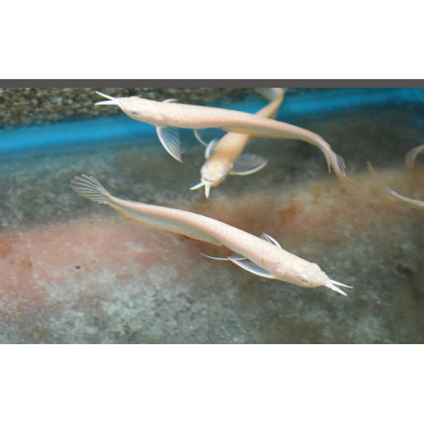 Arowana albin Osteoglossum bicirrhosum SM