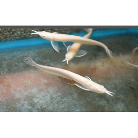 Arowana albin Osteoglossum bicirrhosum SM