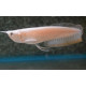 Arowana albin Osteoglossum bicirrhosum SM