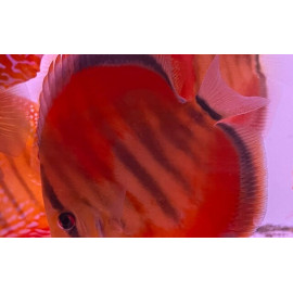 Discus deluxe Ica Red M Ruinemans