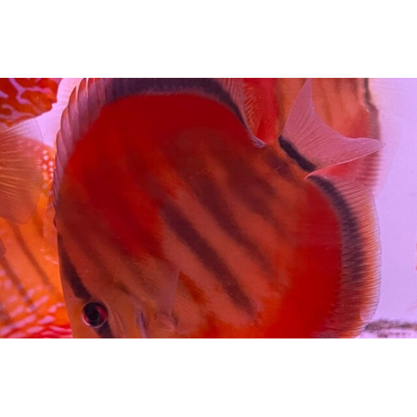 Discus deluxe Ica Red M Ruinemans