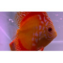 Discus Deluxe Red Map S Ruinemans