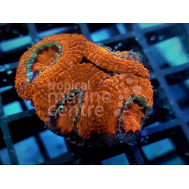 acanthastrea full orange frag CITES: 23PTLX01576I