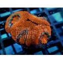 acanthastrea full orange frag 