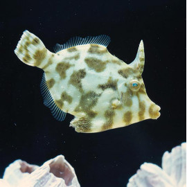 Acreichthys tomentosus