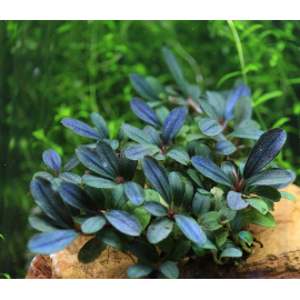 bucephalandra pearl