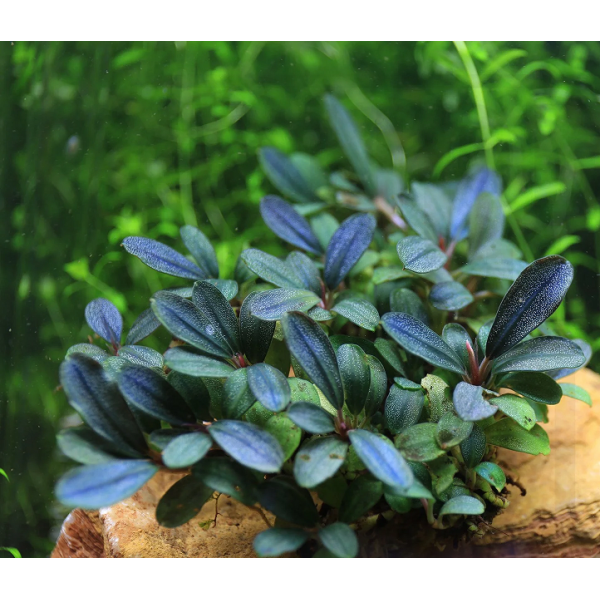 bucephalandra pearl