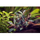 bucephalandra red scorpion