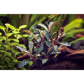 bucephalandra red scorpion