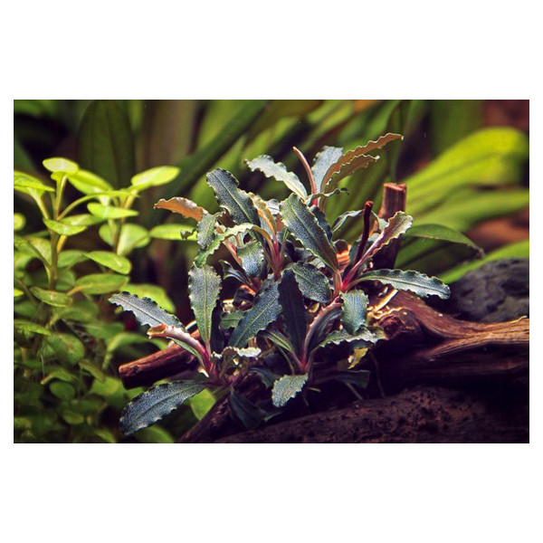 bucephalandra red scorpion