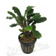 bucephalandra io black