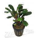 bucephalandra io black