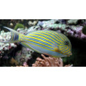 ACANTHURUS LINEATUS SM