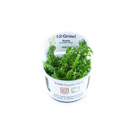 Rotala rotundifolia 'Green' 1-2-Grow!