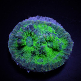 Mycedium frag CITES: 23PTLX01555I